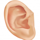 Oído Primario